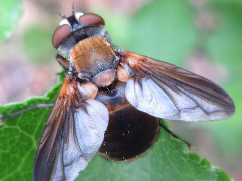 Image of Ectophasia rotundiventris (Loew 1858)