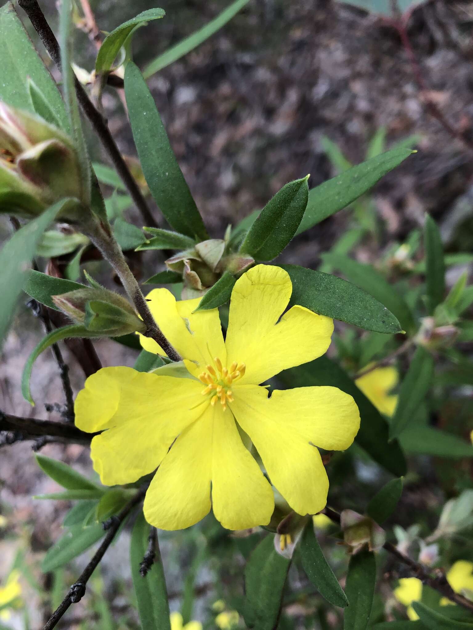 Image of Hibbertia saligna R. Br. ex DC.