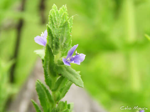 Слика од Stemodia maritima L.