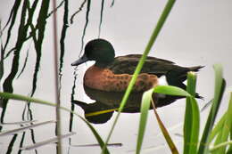 Image of Chestnut Teal