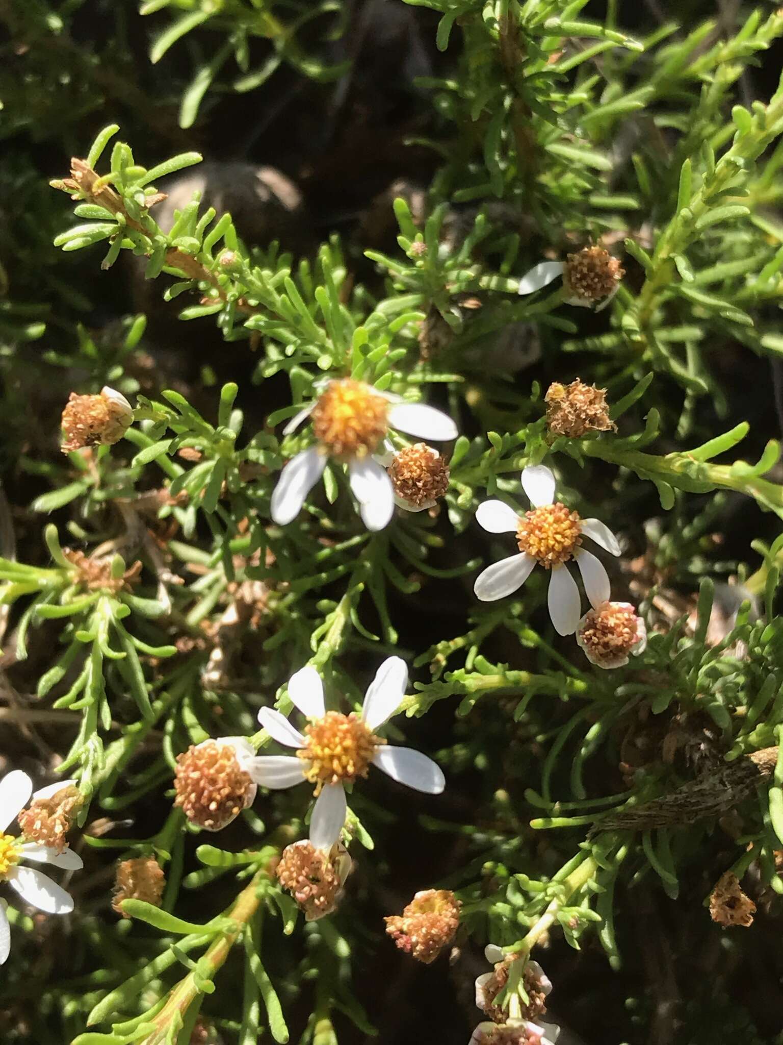 Image of Phymaspermum parvifolium (DC.) Benth. & Hook. fil.