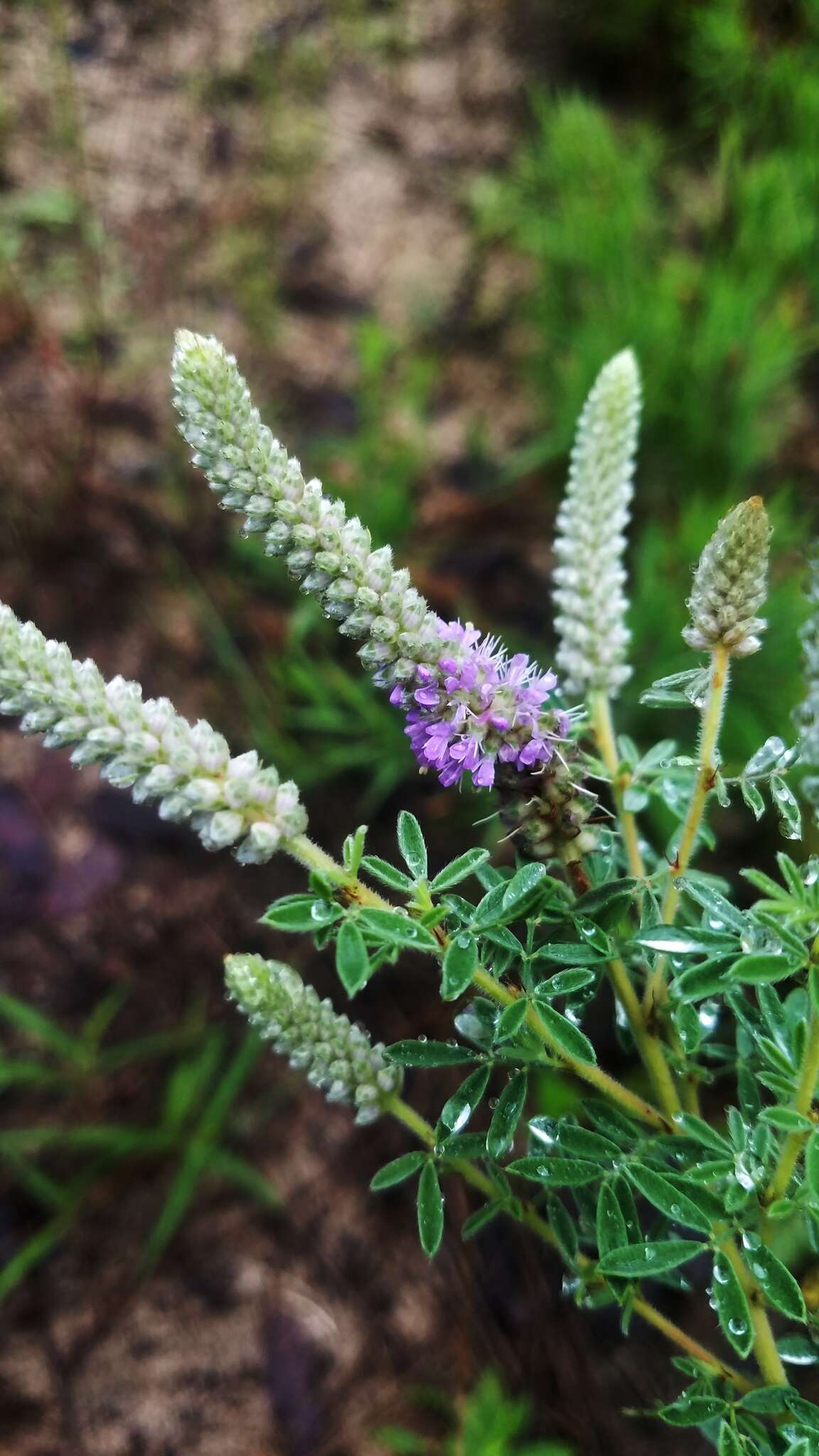 Plancia ëd Dalea villosa var. grisea (Torr. & A. Gray) Barneby