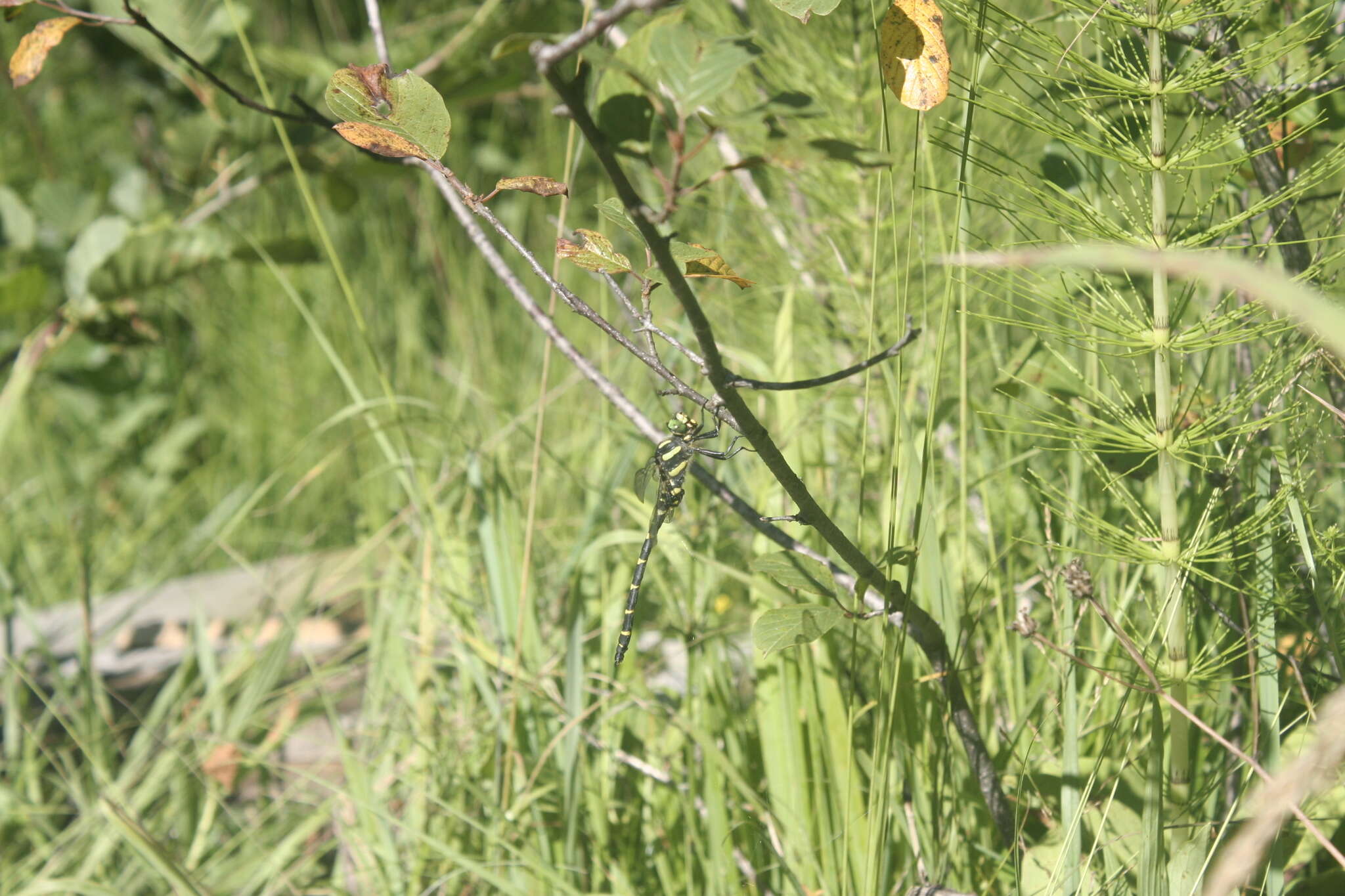 Image of Sombre Goldenring