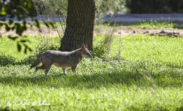 Image of Syrian jackal