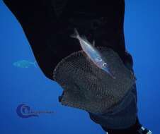 Image of Slender snipefish