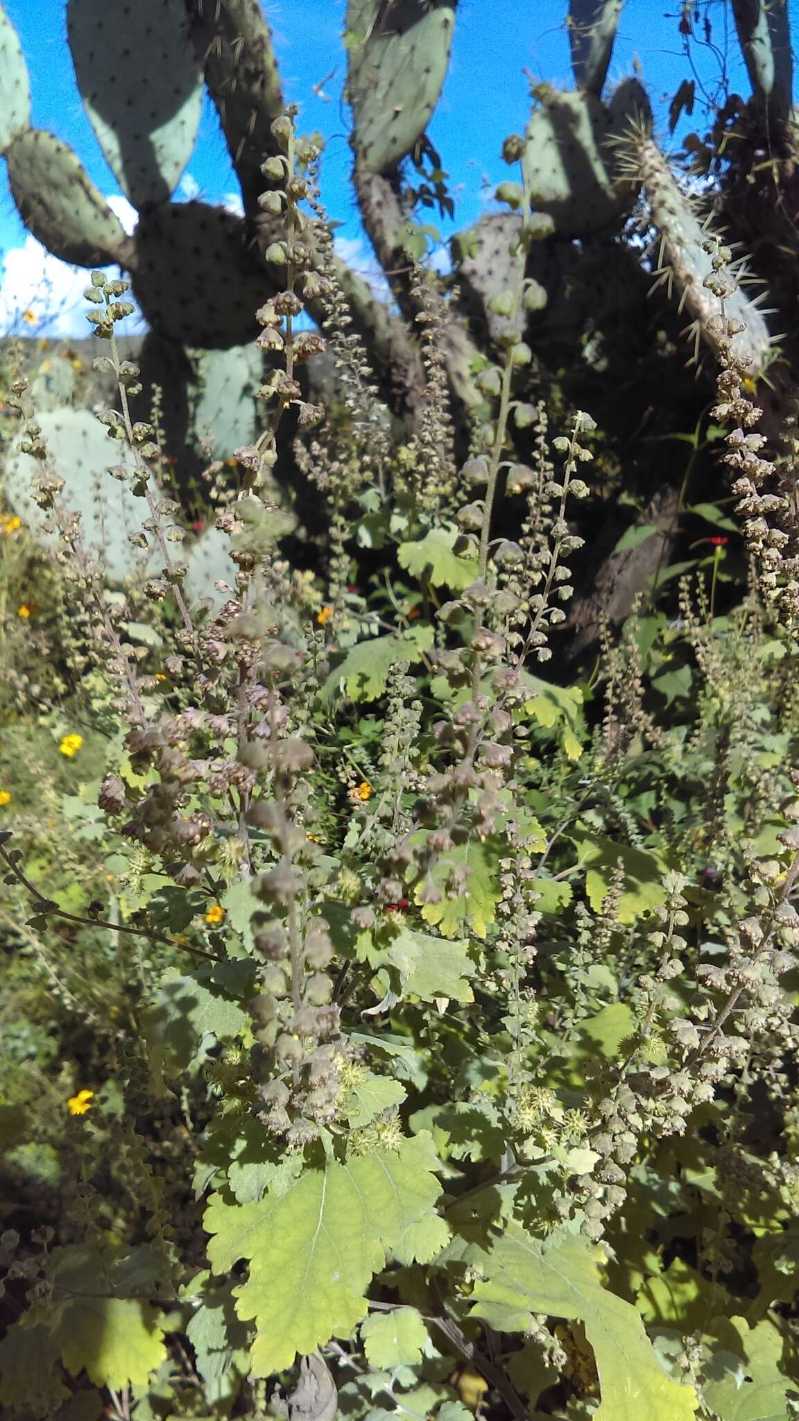 Image of Tucson bur ragweed