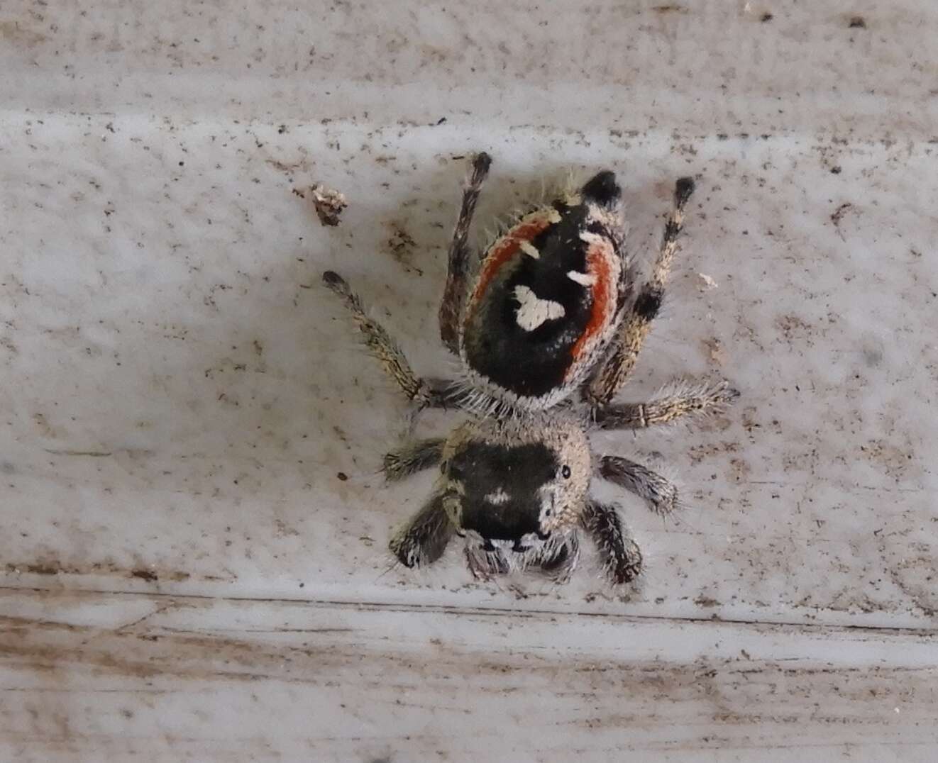 Image of Phidippus californicus Peckham & Peckham 1901