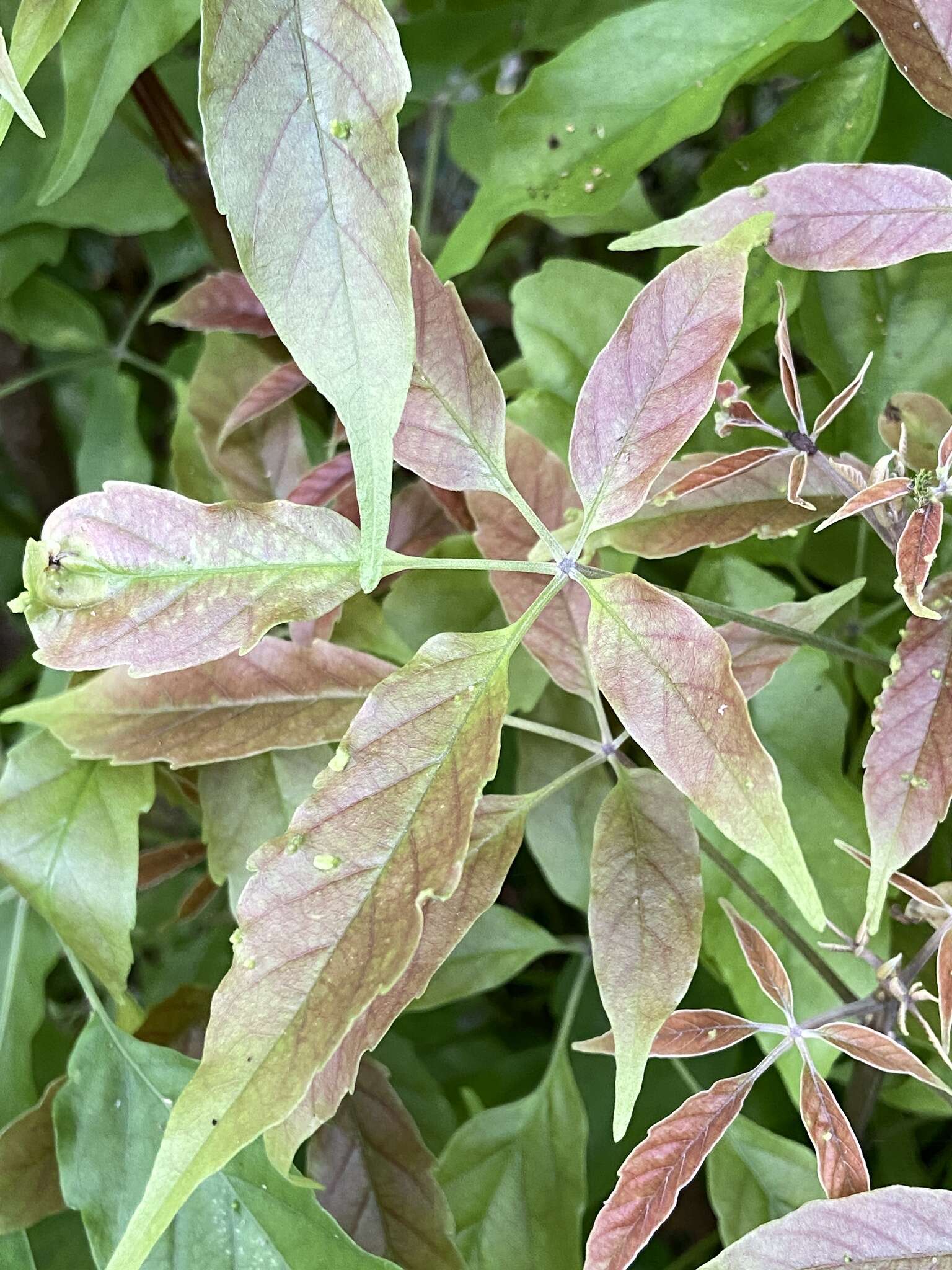 Image of Vitex quinata (Lour.) F. N. Williams