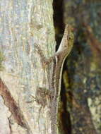 Anolis luciae Garman 1887的圖片