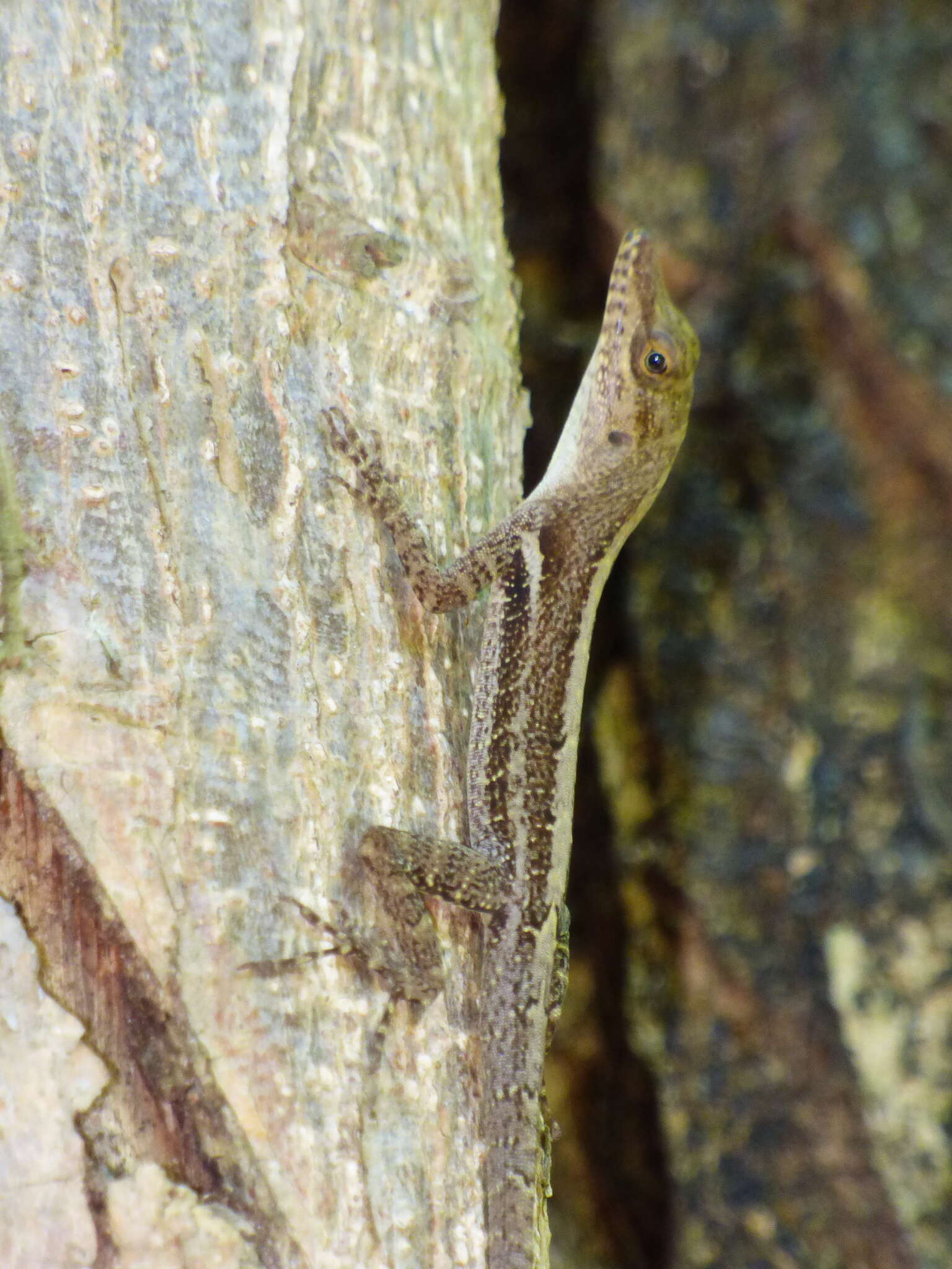 Anolis luciae Garman 1887的圖片