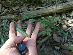 Imagem de Desmodium psilophyllum Schltdl.