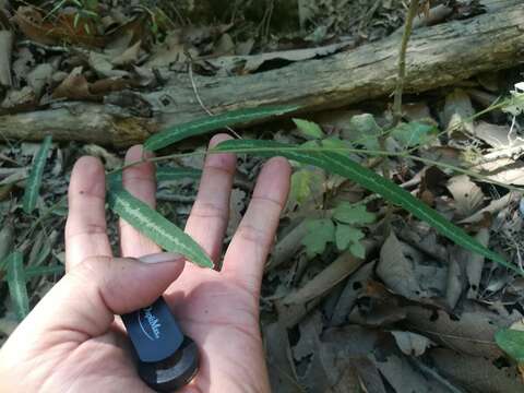 Imagem de Desmodium psilophyllum Schltdl.