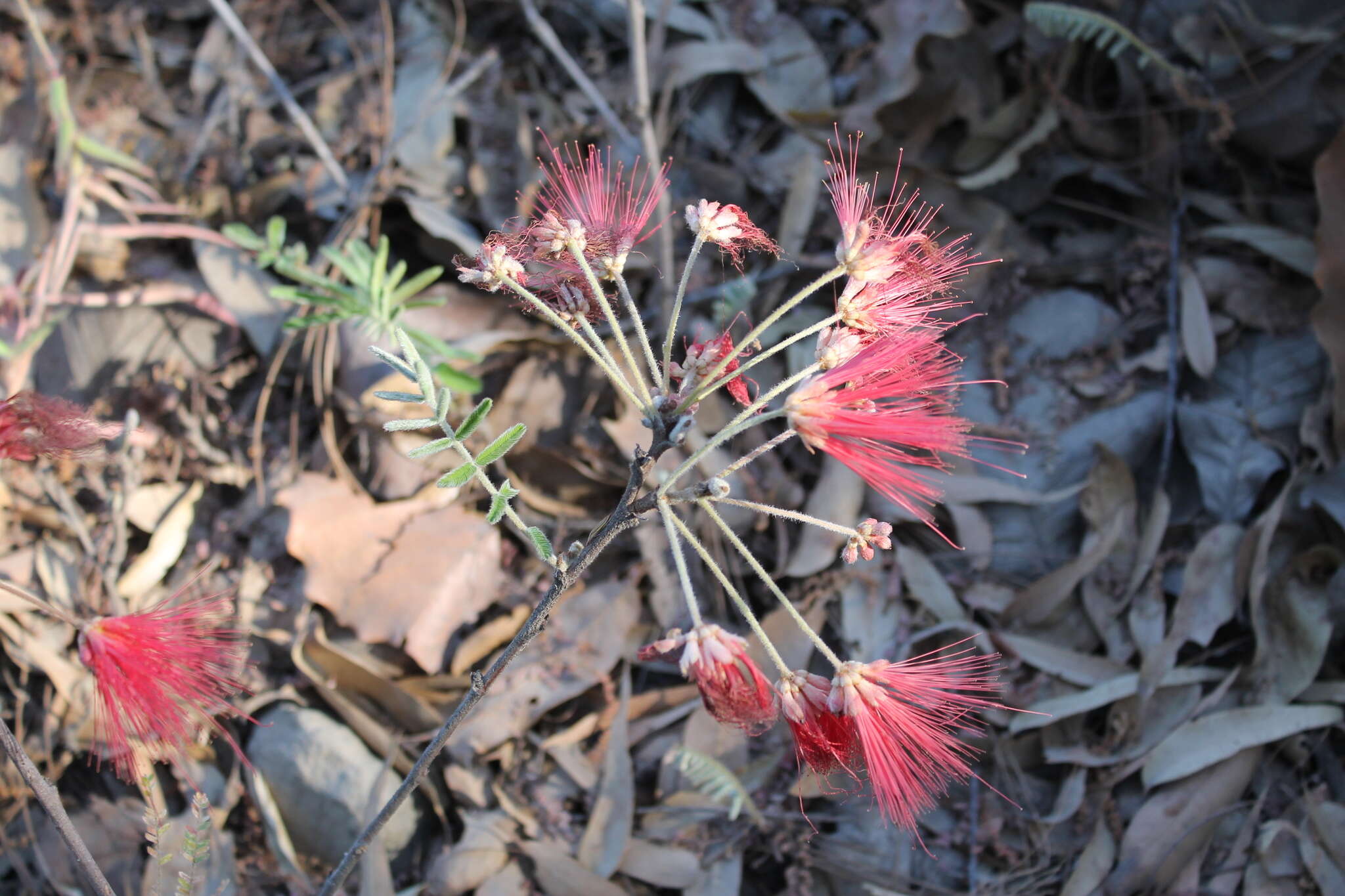 Imagem de Calliandra hirsuta (G. Don) Benth.