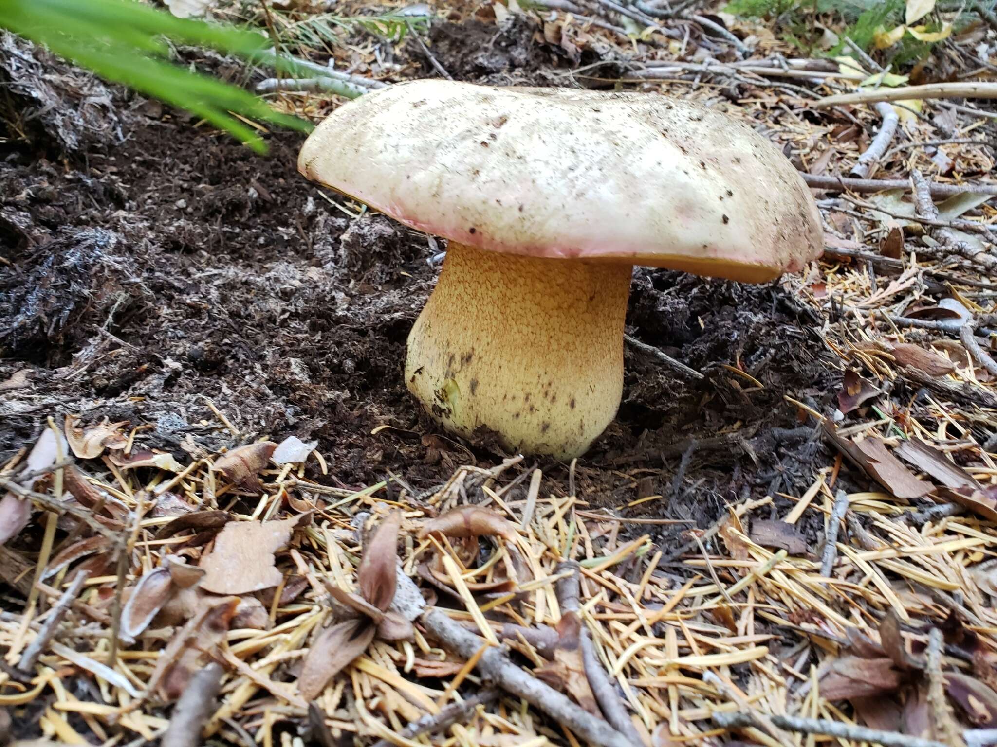 Image of Rubroboletus haematinus (Halling) D. Arora & J. L. Frank 2015