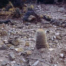 Image of Echinopsis lateritia Gürke