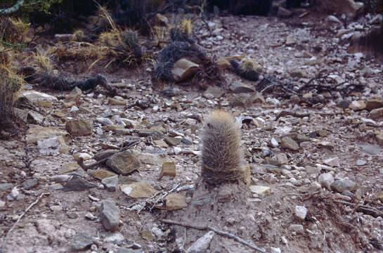 Image of Echinopsis lateritia Gürke