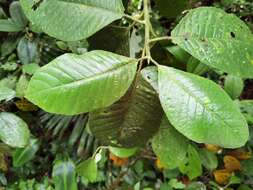 Image of Siparuna pauciflora (Beurl.) A. DC.