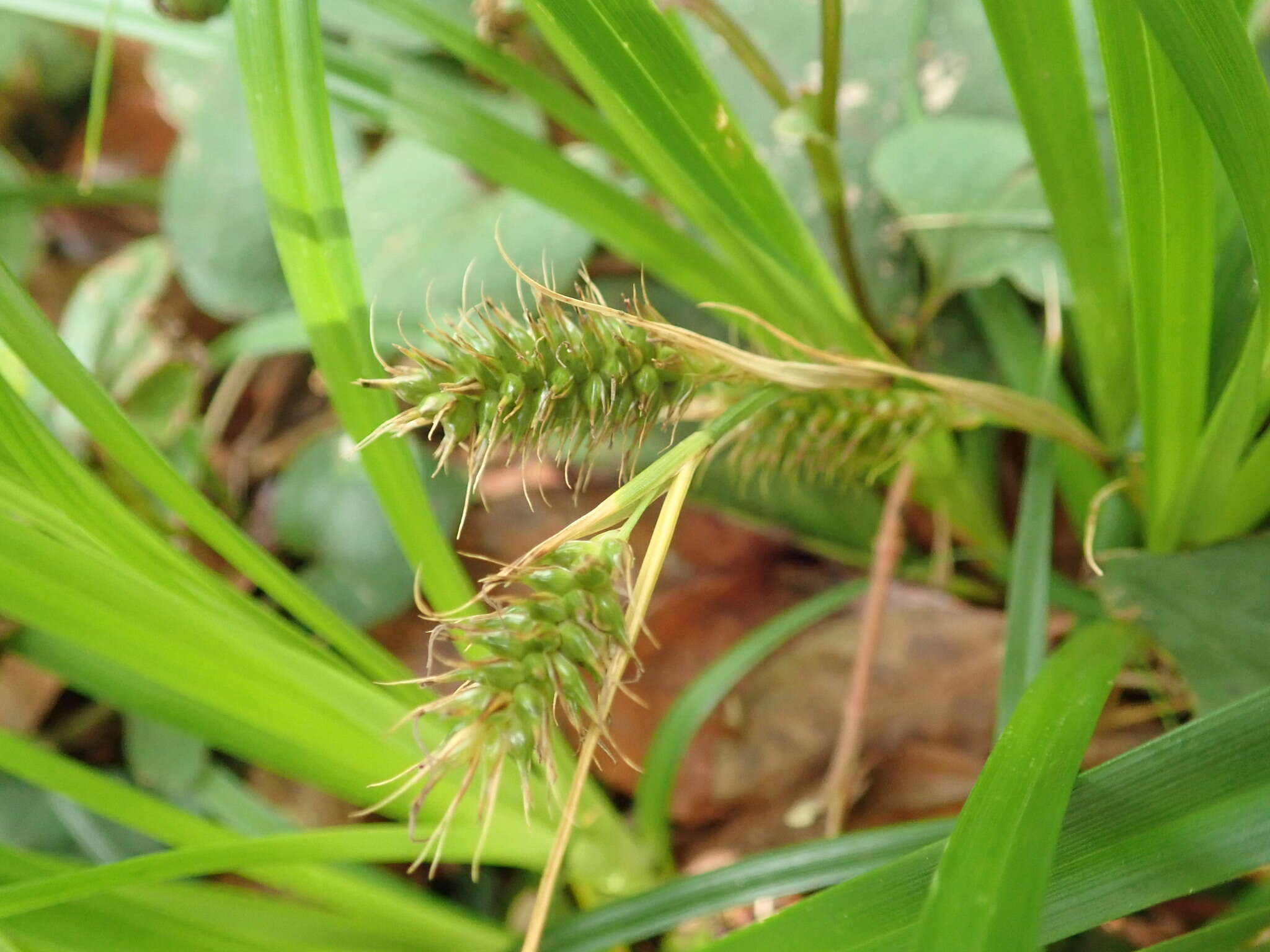 Imagem de Carex wahuensis C. A. Mey.