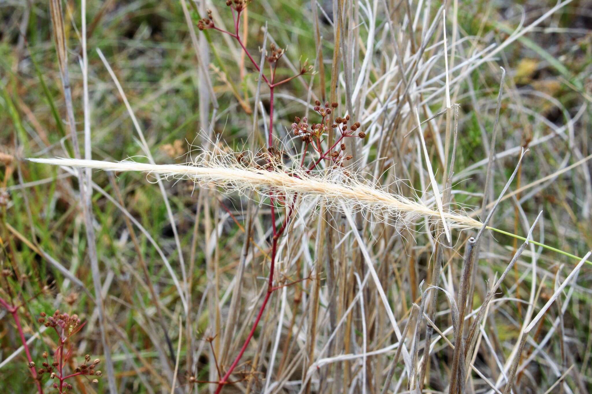 Dichelachne micrantha (Cav.) Domin resmi