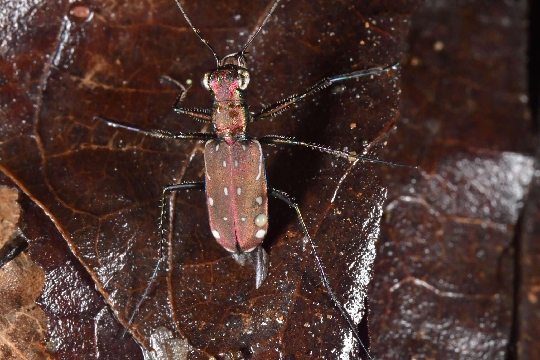 Imagem de Lophyra (Spilodia) lineifrons (Chaudoir 1865)