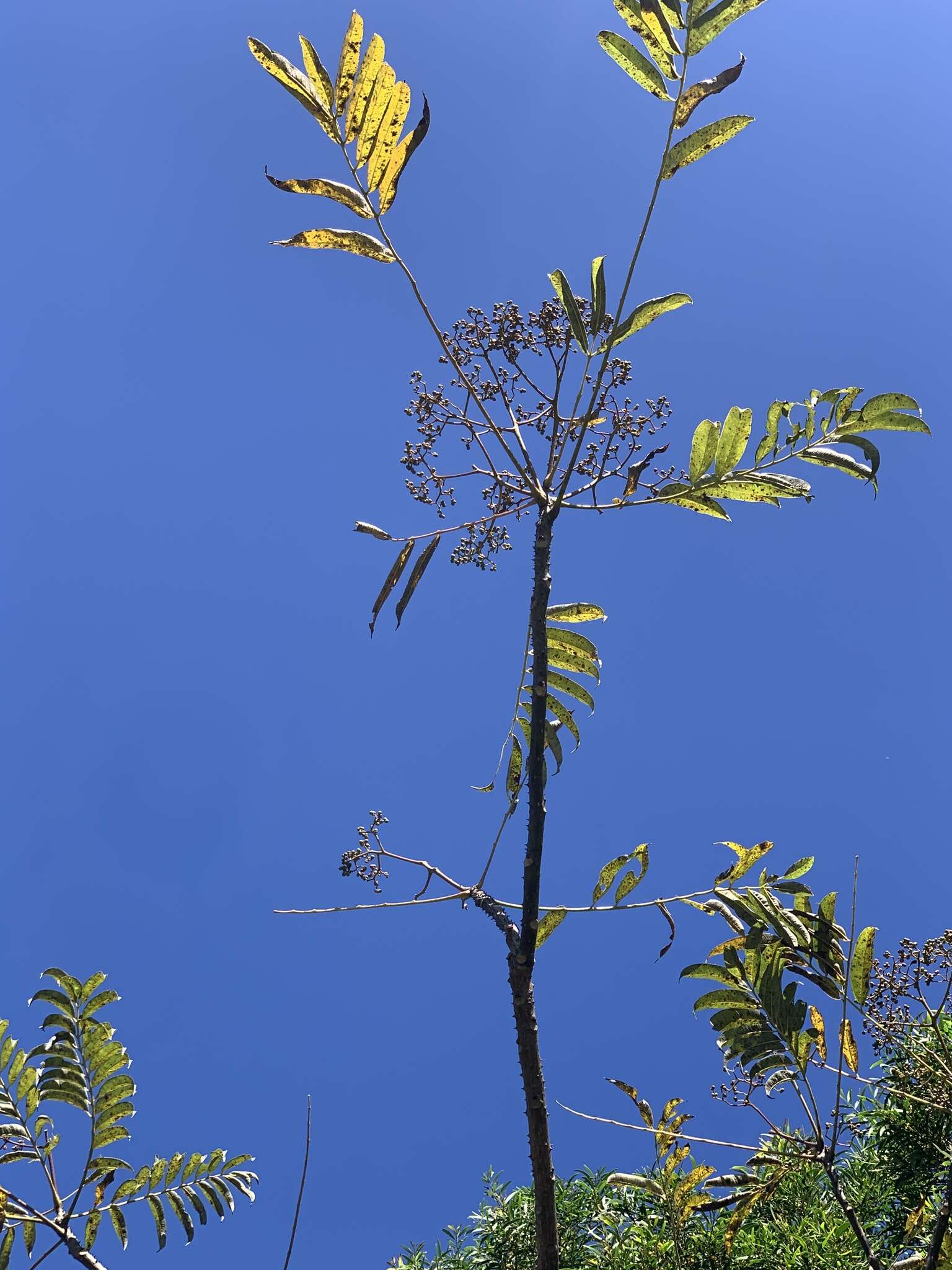 Image of Zanthoxylum ailanthoides var. ailanthoides