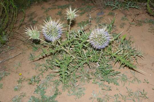 Image de Echinops bovei Boiss.