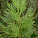 Image of Selaginella megastachya Bak.