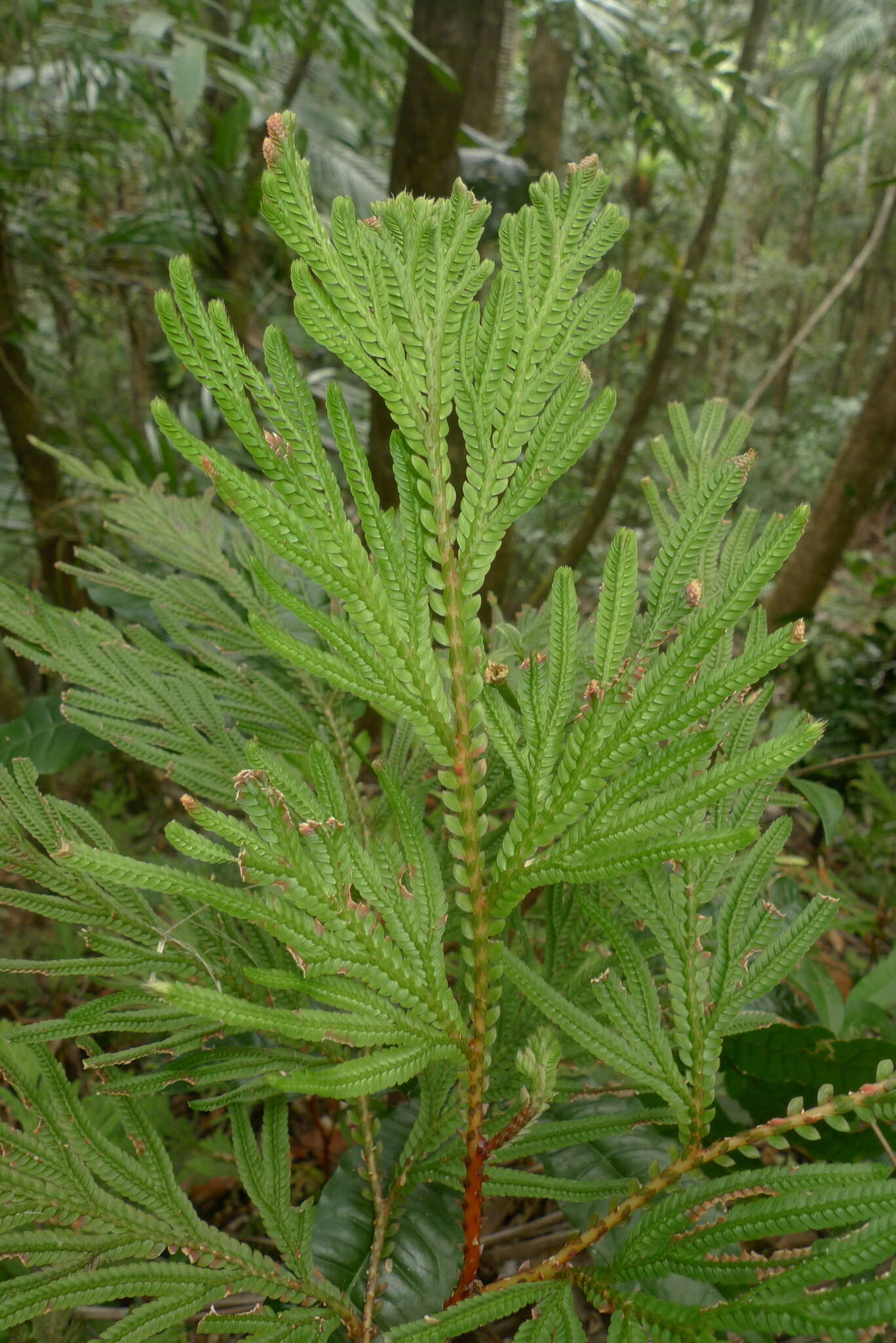 Image of Selaginella megastachya Bak.