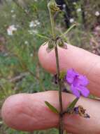 Image of Prostanthera howelliae Blakely