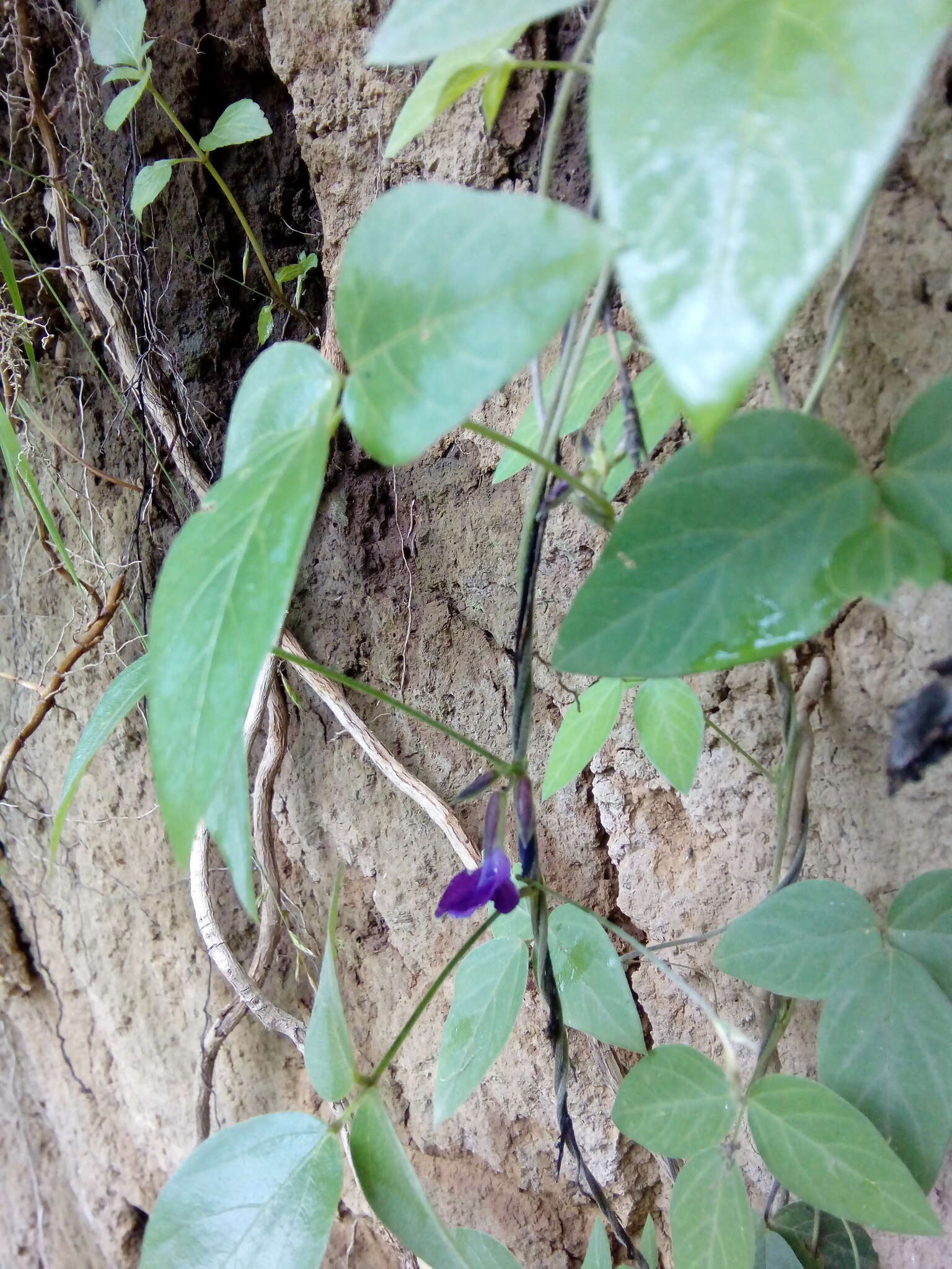 Image of Lemmon's cologania