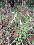 Image of Oklahoma beardtongue