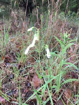 Image of Oklahoma beardtongue