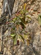 Image of Ficus cordata Thunb.