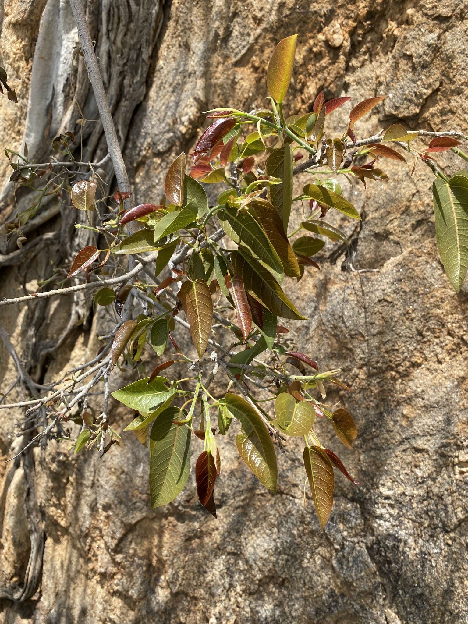 Imagem de Ficus cordata Thunb.