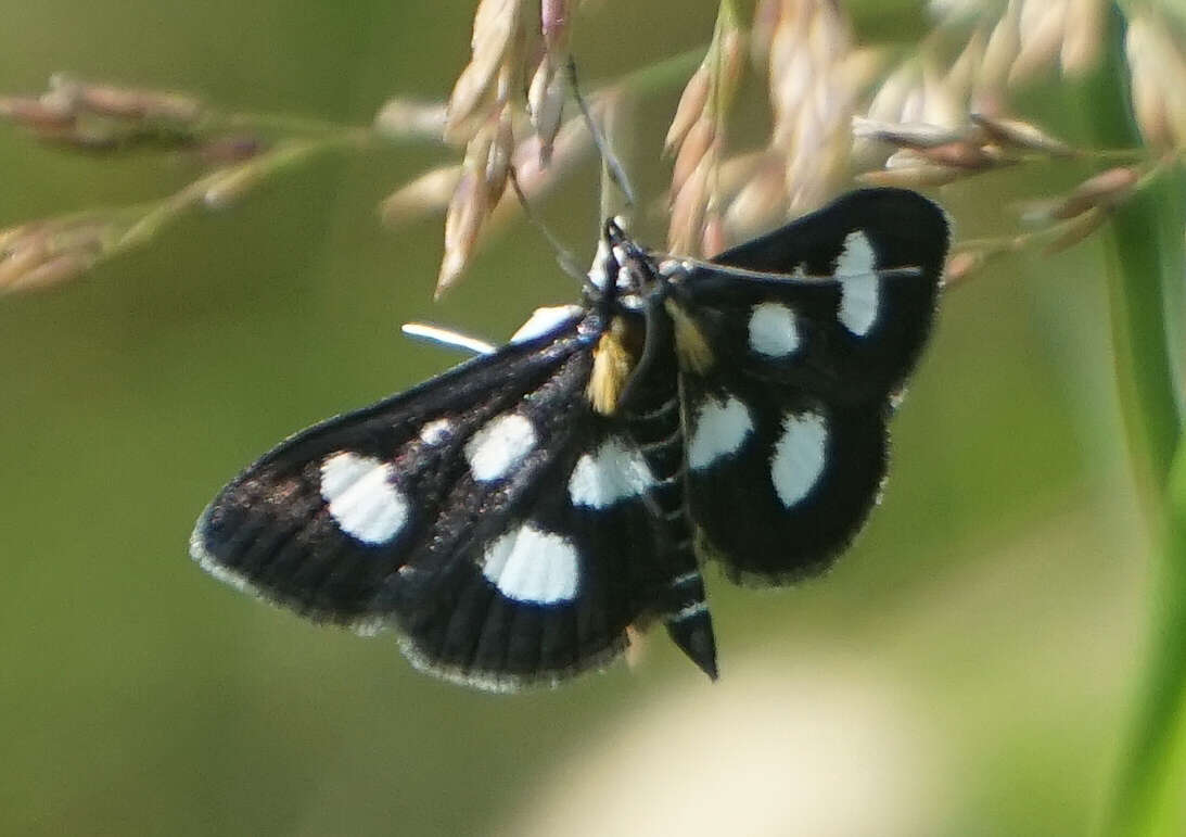 Anania funebris resmi