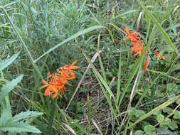 صورة Crocosmia aurea subsp. aurea