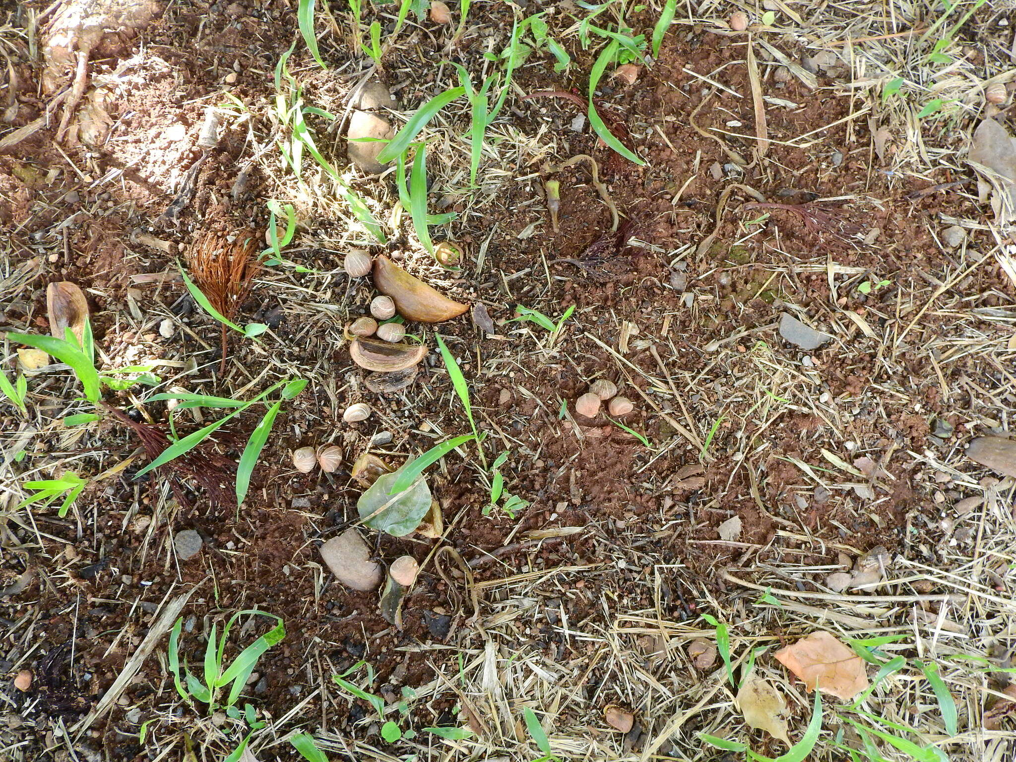 Imagem de Pachira glabra Pasq.