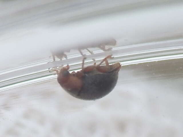 Image of Scymnus (Pullus) louisianae J. Chapin 1973