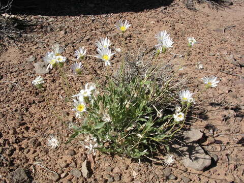 Image de Xylorhiza tortifolia var. imberbis (Cronq.) T. J. Watson