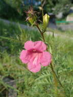 Image of Incarvillea sinensis Lam.