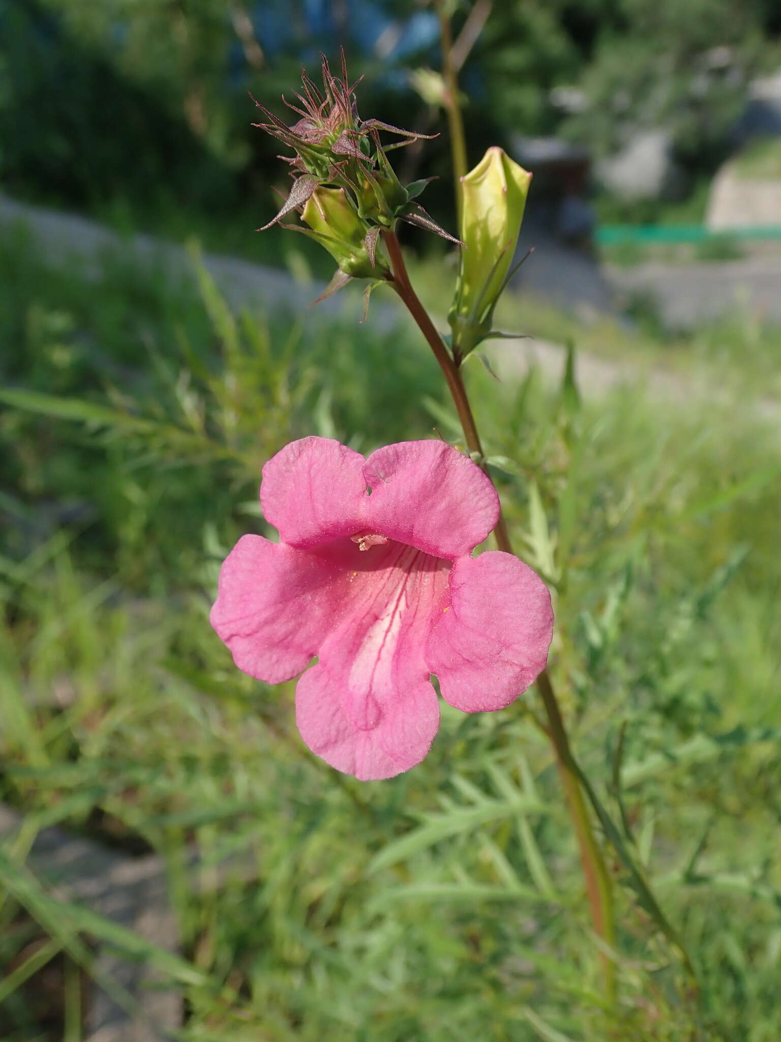 Image of Incarvillea sinensis Lam.