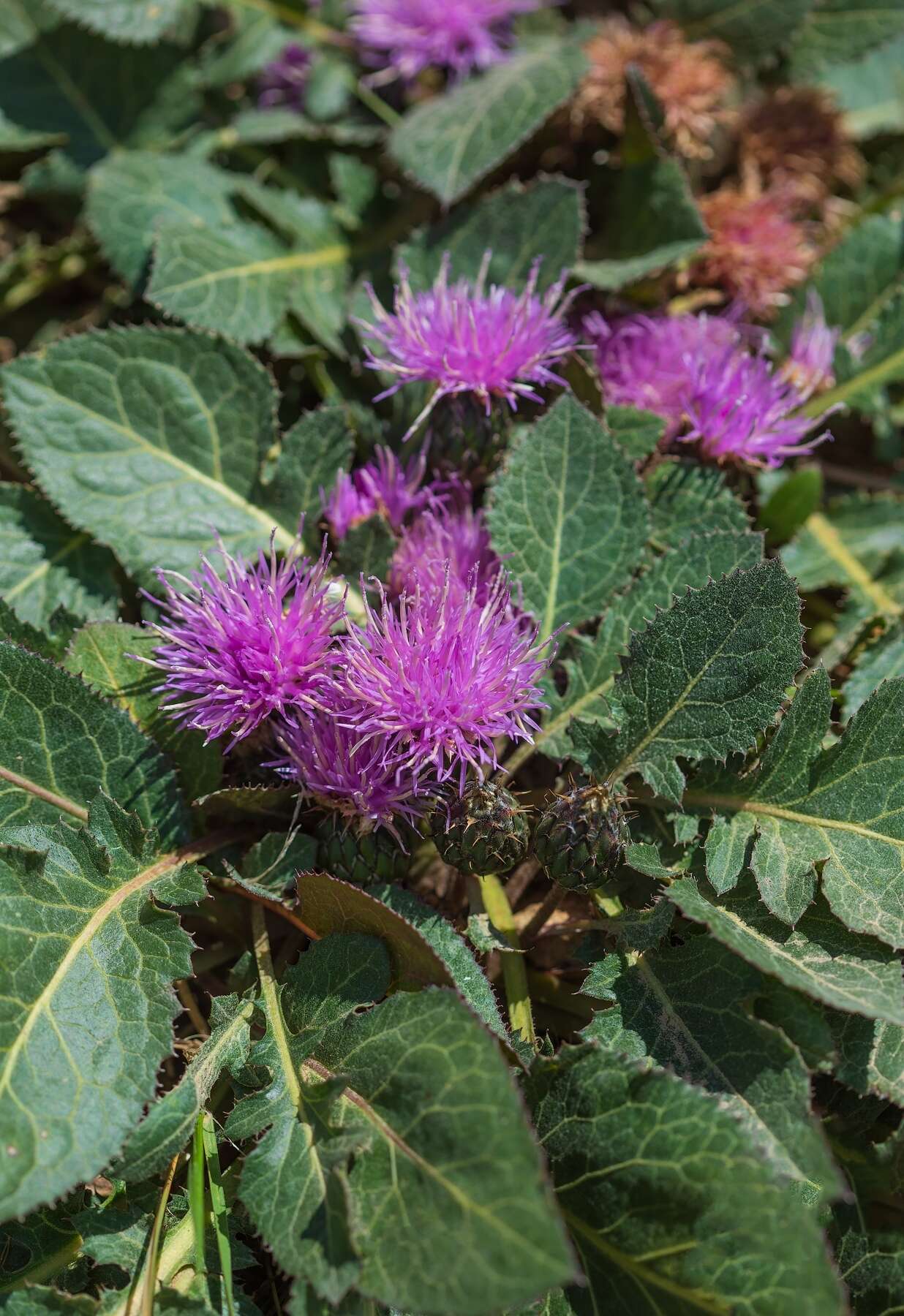 Image of Klasea lyratifolia (Schrenk) L. Martins