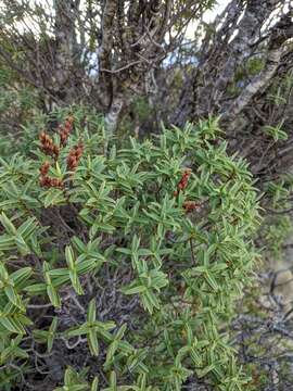 Sivun Veronica glaucophylla Cockayne kuva