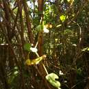 Image of Aristolochia leptosticta Urb.