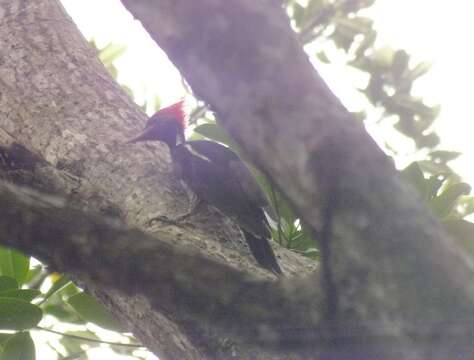 Image of Lineated Woodpecker