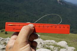 Image of Stipa pennata subsp. pennata