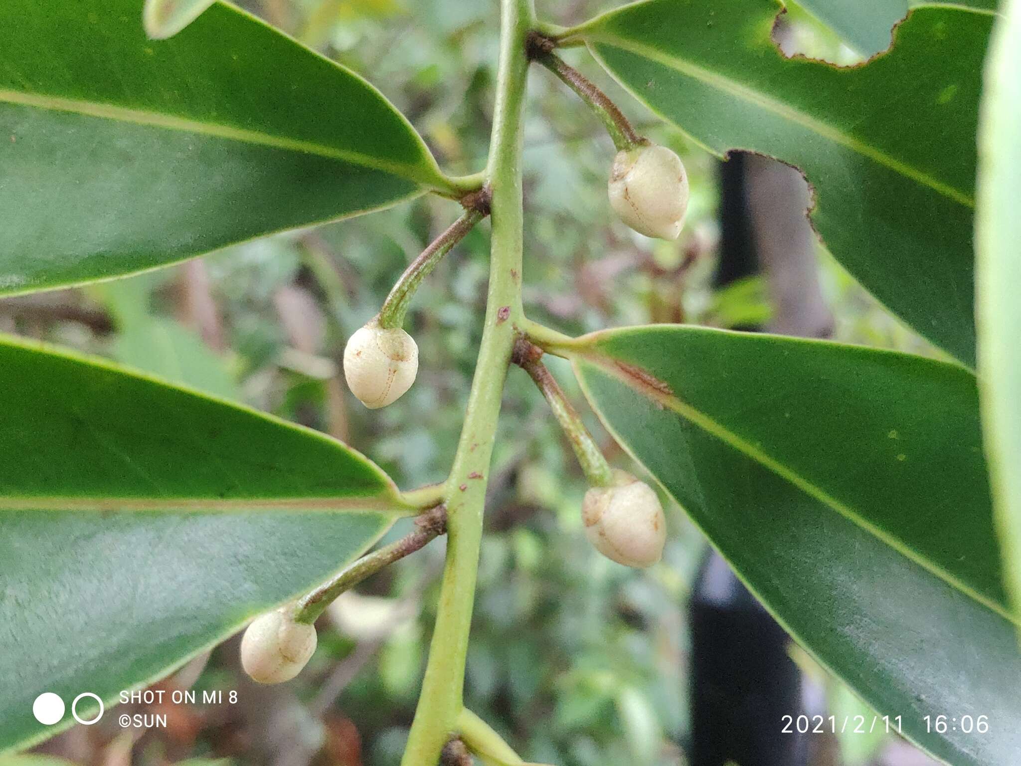 Image of Adinandra dumosa Jack