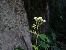 Imagem de Loxothysanus sinuatus (Less.) Robinson