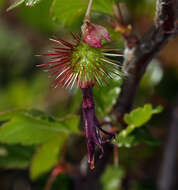 Plancia ëd Ribes cruentum Greene