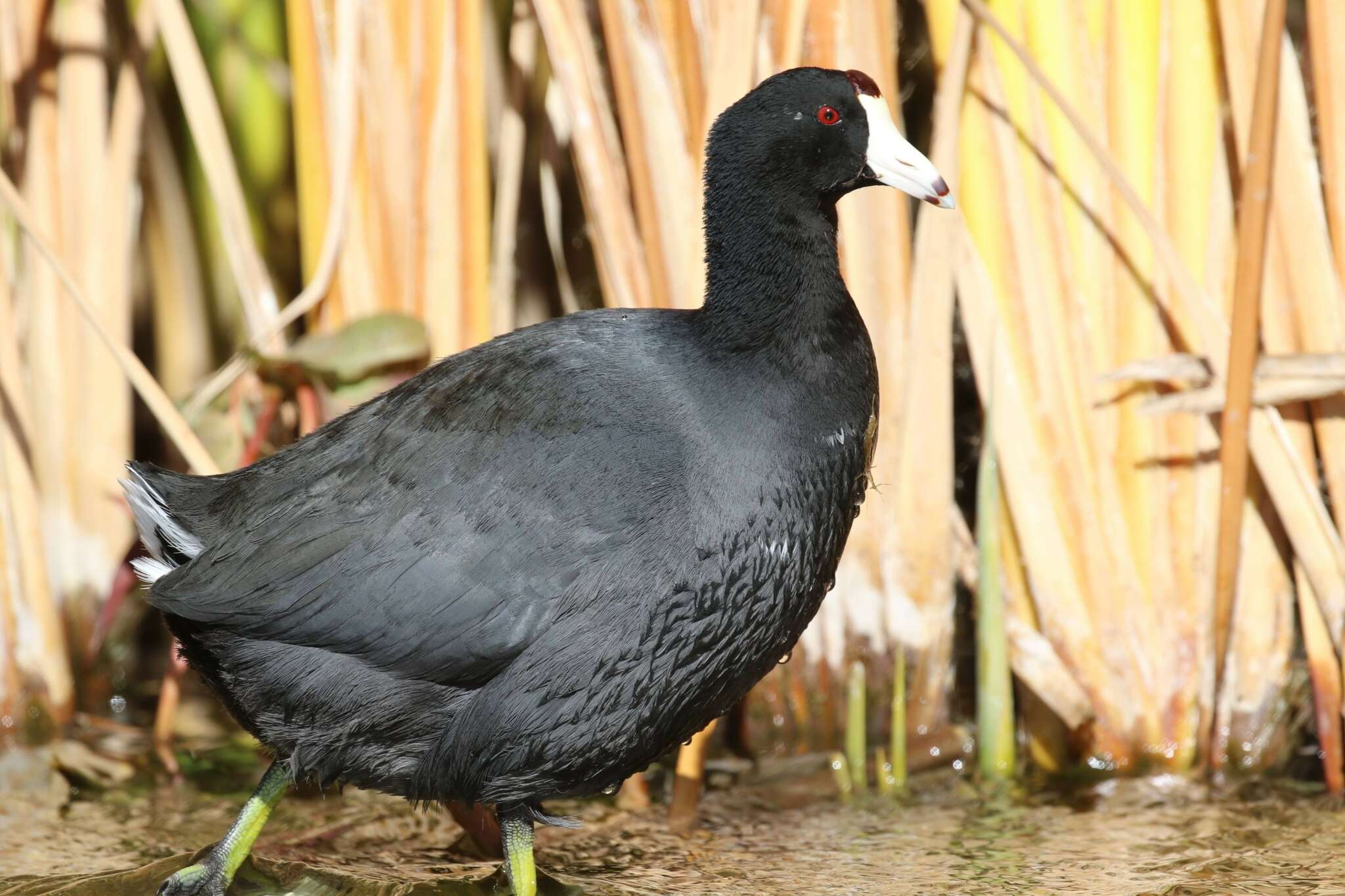 Image of Fulica americana americana Gmelin & JF 1789